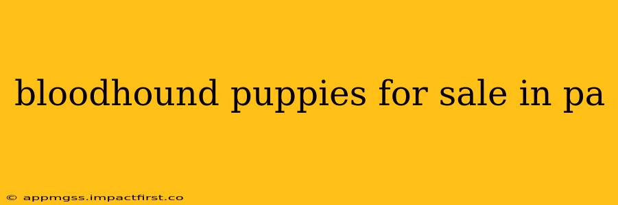 bloodhound puppies for sale in pa