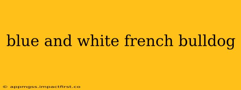 blue and white french bulldog