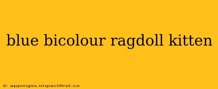 blue bicolour ragdoll kitten