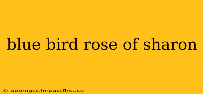 blue bird rose of sharon