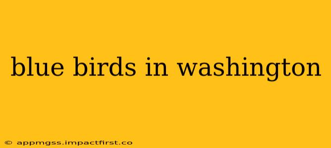 blue birds in washington