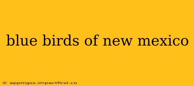 blue birds of new mexico