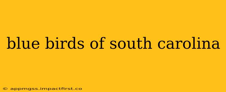 blue birds of south carolina