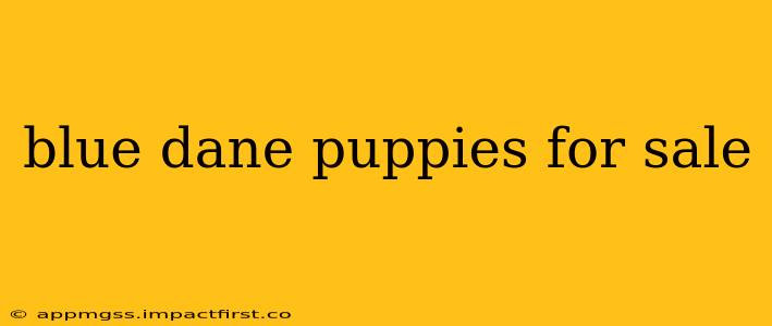 blue dane puppies for sale