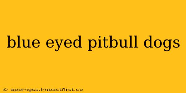 blue eyed pitbull dogs