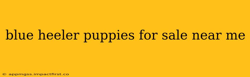 blue heeler puppies for sale near me