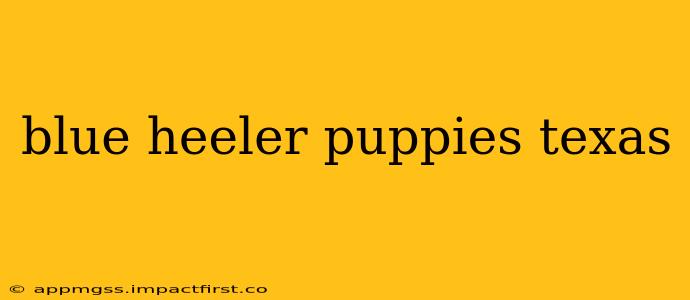 blue heeler puppies texas