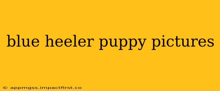blue heeler puppy pictures