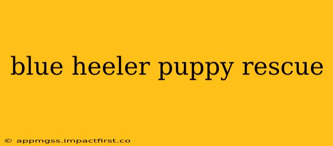 blue heeler puppy rescue