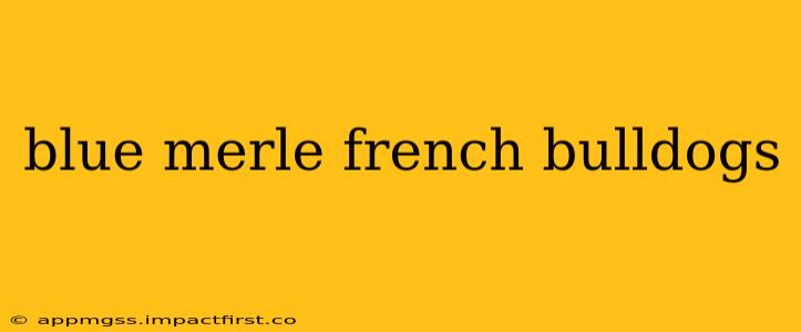 blue merle french bulldogs