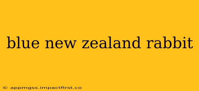 blue new zealand rabbit