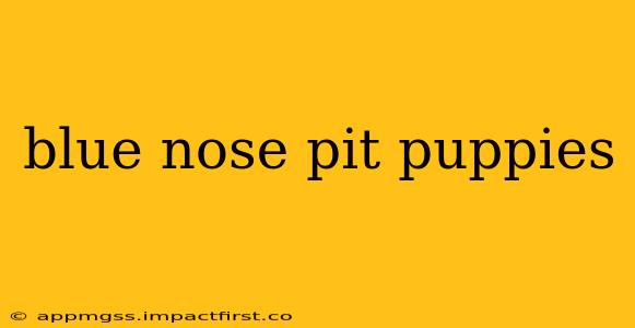 blue nose pit puppies