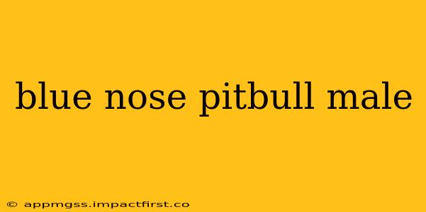 blue nose pitbull male