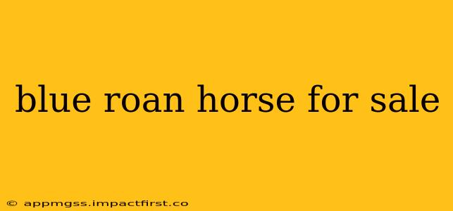 blue roan horse for sale