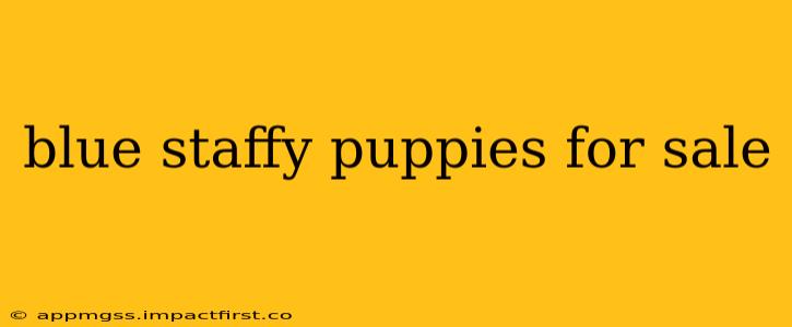 blue staffy puppies for sale
