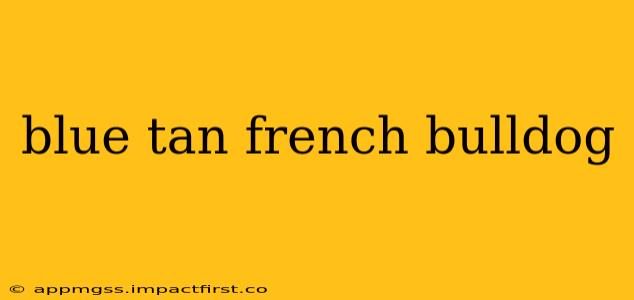 blue tan french bulldog