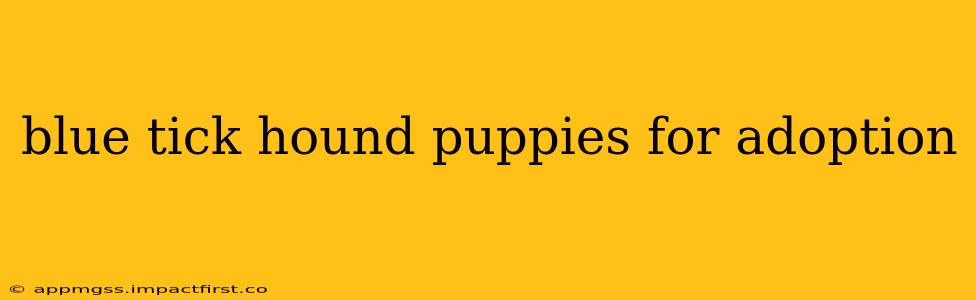 blue tick hound puppies for adoption