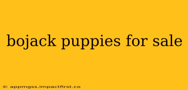 bojack puppies for sale