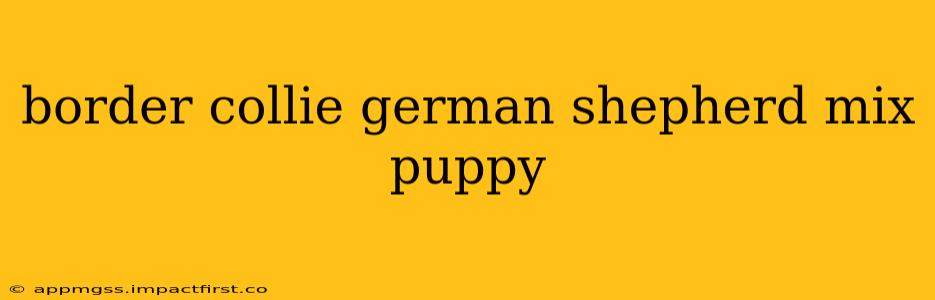 border collie german shepherd mix puppy
