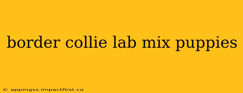 border collie lab mix puppies