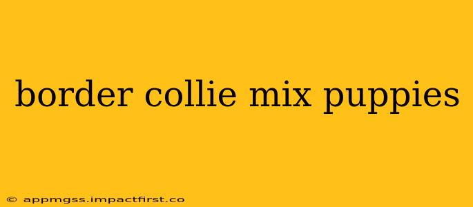 border collie mix puppies