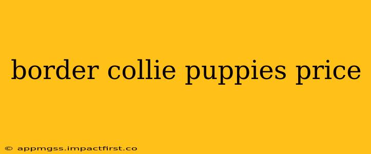 border collie puppies price