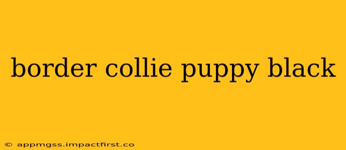 border collie puppy black