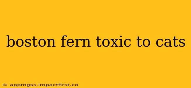 boston fern toxic to cats
