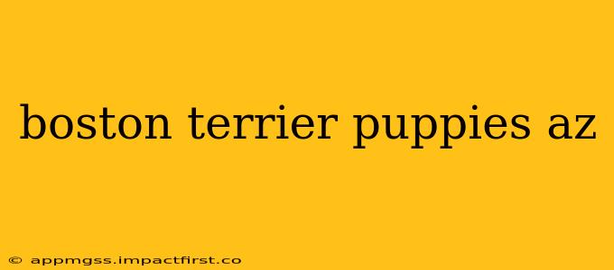 boston terrier puppies az