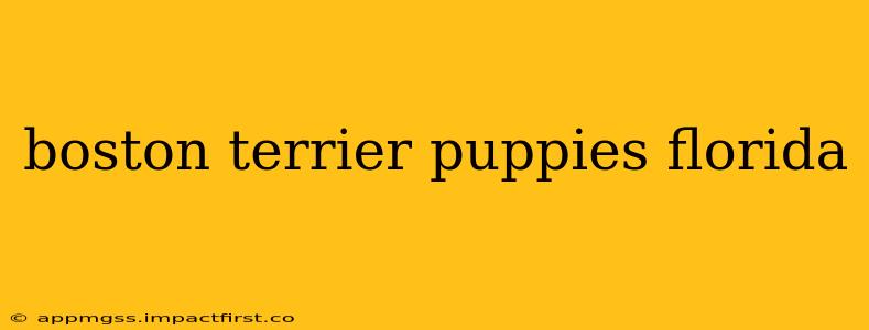 boston terrier puppies florida