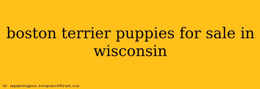 boston terrier puppies for sale in wisconsin