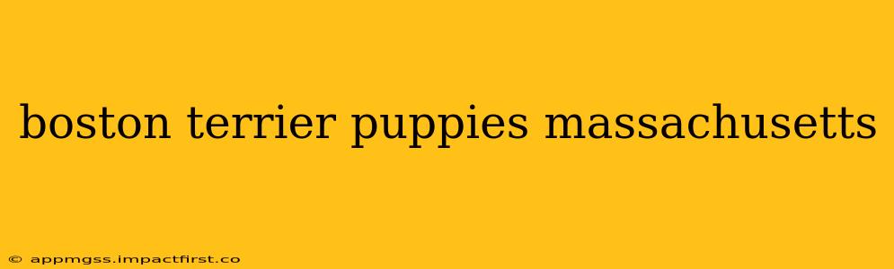 boston terrier puppies massachusetts