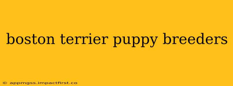 boston terrier puppy breeders