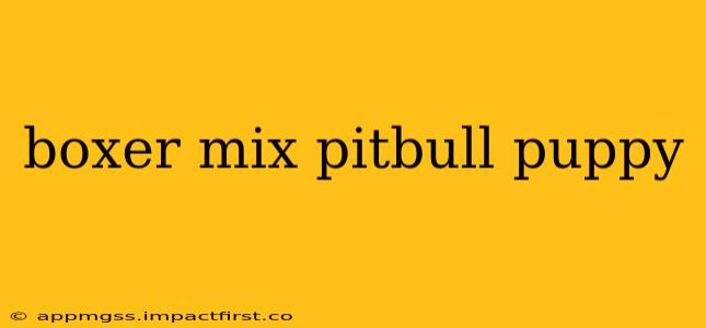 boxer mix pitbull puppy