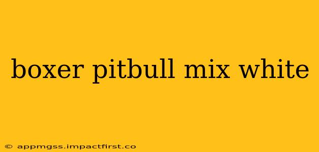 boxer pitbull mix white