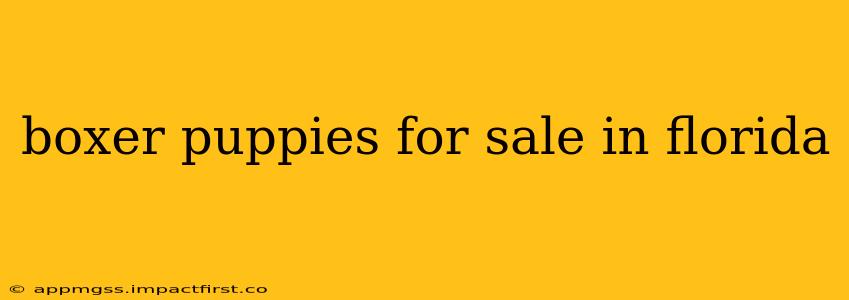 boxer puppies for sale in florida
