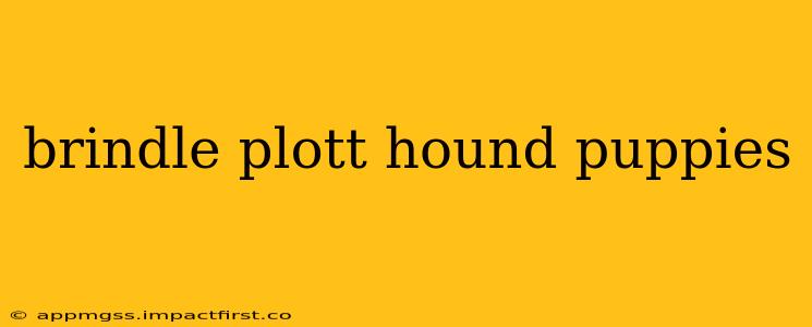brindle plott hound puppies