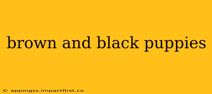 brown and black puppies