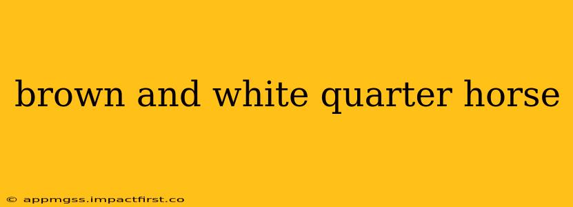 brown and white quarter horse