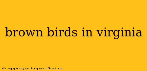 brown birds in virginia