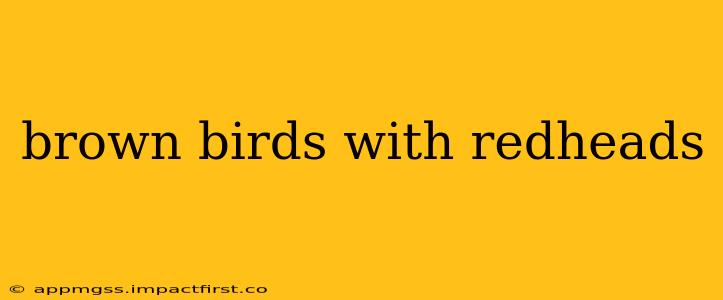 brown birds with redheads