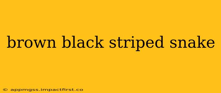 brown black striped snake
