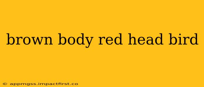 brown body red head bird