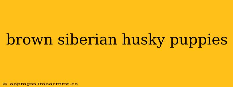 brown siberian husky puppies