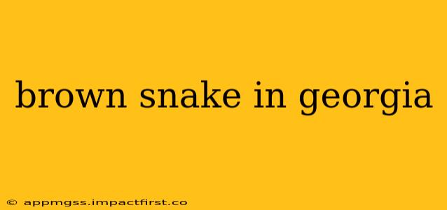 brown snake in georgia