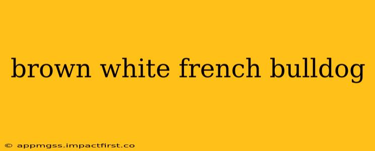 brown white french bulldog