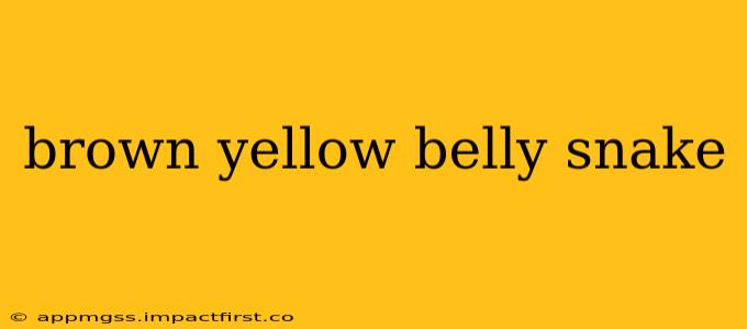 brown yellow belly snake