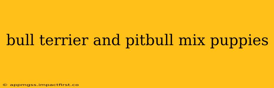 bull terrier and pitbull mix puppies