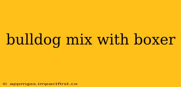 bulldog mix with boxer