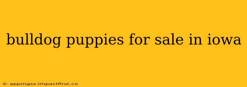 bulldog puppies for sale in iowa